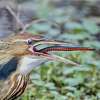 Elise Kitchens captured a "once-in-a-lifetime" shot of an American Bittern eating a Red-bellied Mudsnake at Brazos Bend State Park on Saturday, March 5. 